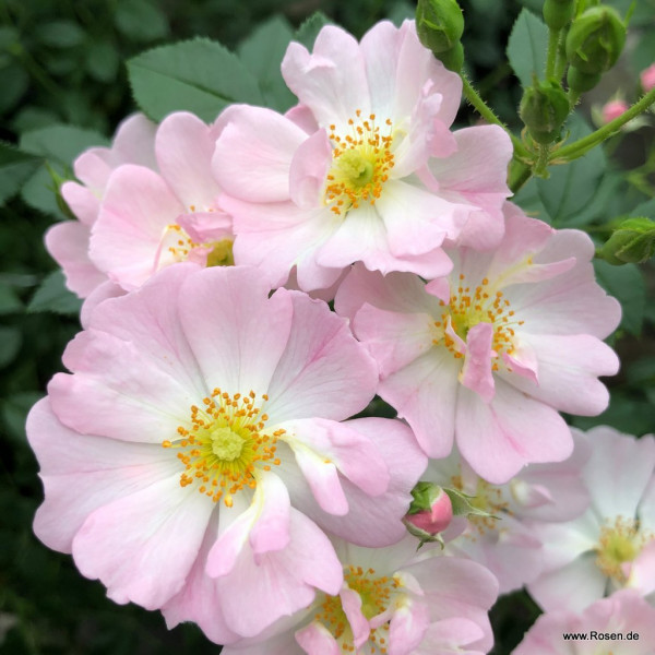 Роза миниатюрная Штерненхимел